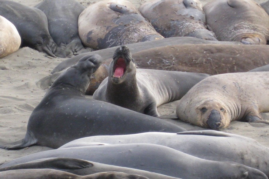 ../image/elephant seals near san simeon 8.jpg